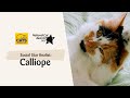 Calliope | National Cat Awards 2023: Social Star finalist