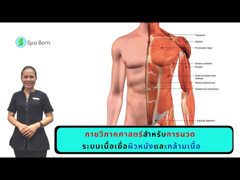 กายวิภาคศาสตร์สำหรับการนวด ระบบเนื้อเยื่อผิวหนังและกล้ามเนื้อ