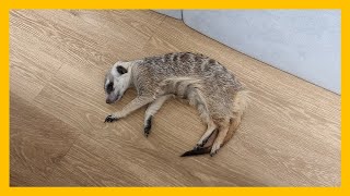 gloomy meerkat