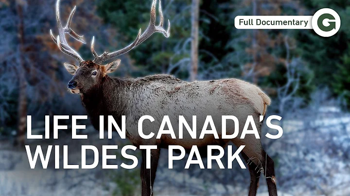Banff: A Year-Long Journey Through Canada’s Wild Heart | Full Documentary