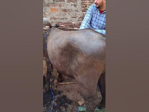 Buffalo hair cutting - YouTube