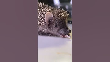 Kyle Thomas 💙 feeding my tenrec a BABY LOCUST 🥺🥺🥺 #kylethomas #shorts