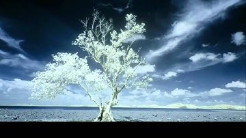 Violet Cold - Everything You Can Imagine Is Real... (Unofficial Music Video)