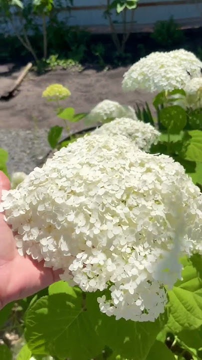 Самый не прихотливый сорт древовидной гортензии - Анабель #садовыецветы ...
