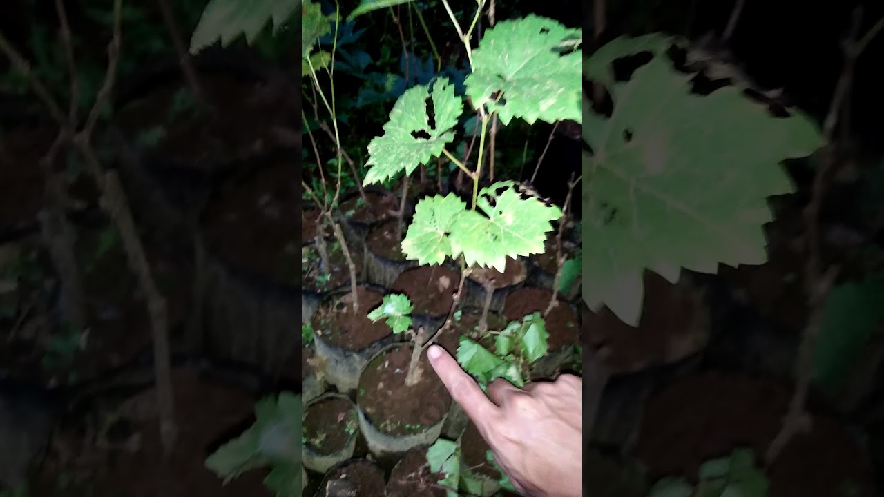 Stek bibit anggur agar mudah mendapatkan bibit anggur yang Stek bibit anggur agar mudah mendapatkan bibit anggur yang