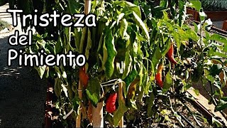 Tristeza o Seca del Pimiento