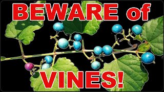 Dirty Dozen Invasive Vines You NEED to Know!