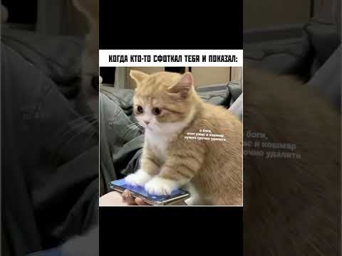 Смешные мемы котов без озвучки