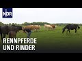 Von der Weide auf die Rennbahn | Die Nordreportage | NDR Doku