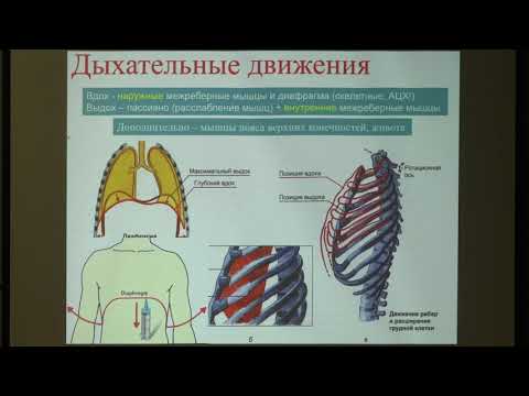 Video: Karotidni Hemoreceptori U Tijelu, Simpatička Neuronska Aktivacija I Kardiometabolička Bolest