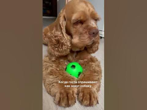 Когда гости спрашивают как зовут собаку - YouTube