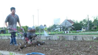 Preparing the soil, selecting the type of vegetables to sow | agricultural knowledge