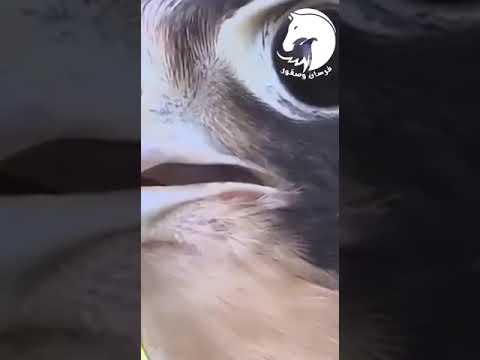 صقر الشاهين ليس الأسرع مفاجأة