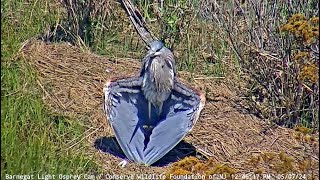 5/7/24 BLOC Immature Great blue heron drying wings.