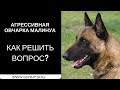 Агрессивная малинуа овчарка. Как решить вопрос?