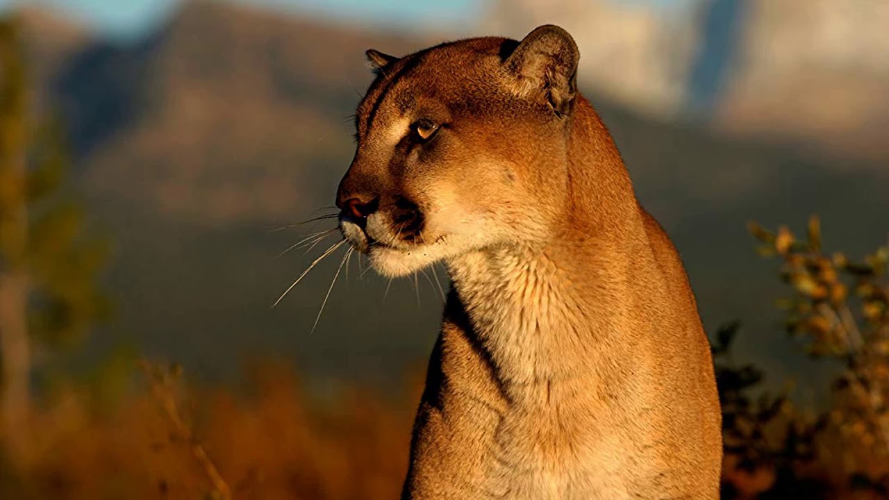 What Sound Does A Cougar Make Animal Sounds Mountain Lion Sounds