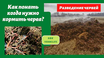 Как понять когда нужно кормить червя? Чем мы кормим червя и как часто. Разведение  червя.