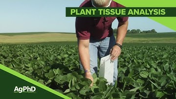 Plant Tissue Analysis (From Ag PhD Show #1101 - Air Date 5-12-19)