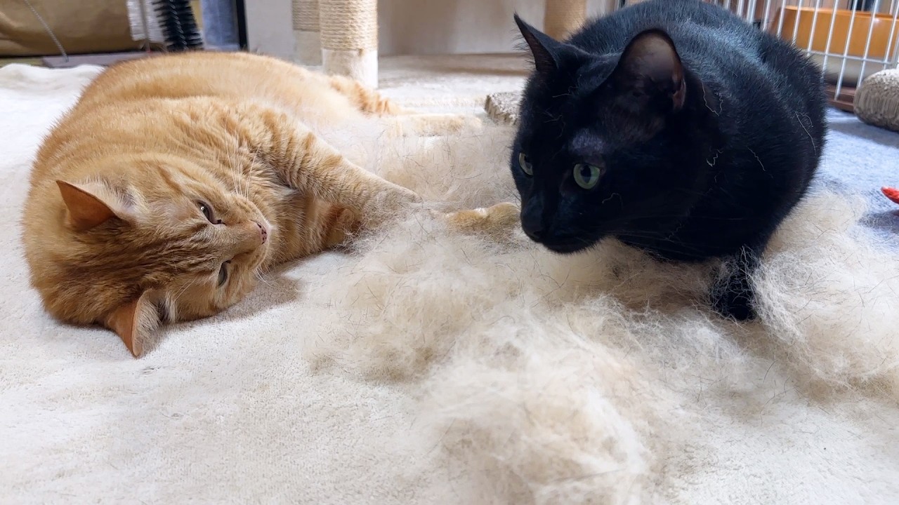 柴犬を愛してやまない猫たちはあんよから離れなくなったりお毛毛でベッドをつくったり…笑【柴犬のブラッシング】
