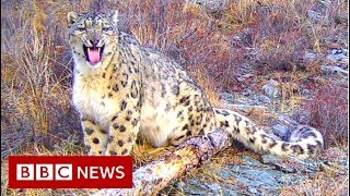 Saving snow leopards in Russia  BBC News