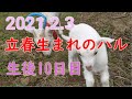 20210212　ヤギのユキちゃんと生後10日のヤギのハルちゃんの様子です。だいぶたくましくなりました。