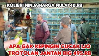 APA GAK KEPINGIN CUCAK IJO BIG HARGA MULAI 120.RB