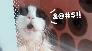 My cat speaks Korean