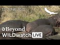 WILDwatch Live | 10 June, 2021 | Afternoon Safari | South Africa