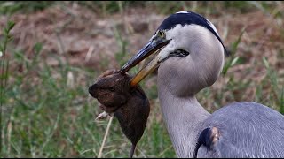 Great Blue Heron hunting gophers in local park