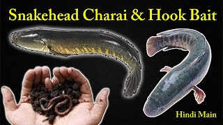 Snakehead Charai & Hook Bait