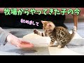 ３人分の命を背負った猫の現在の姿