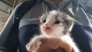 nada dering suara anak kucing memanggil