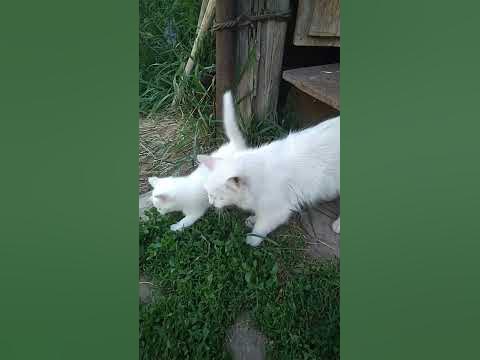 Умка с мамой - YouTube