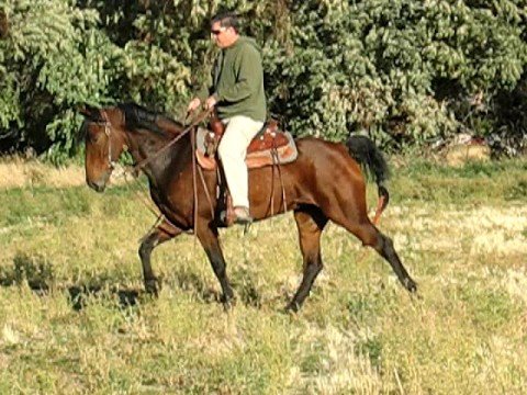 Beautiful Bay Tennessee Walking Horse For Sale **SOLD** - YouTube