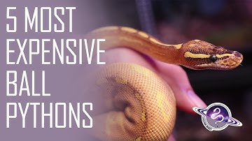 Top 5 Most EXPENSIVE Ball Pythons | Leviathan Snakes 2021
