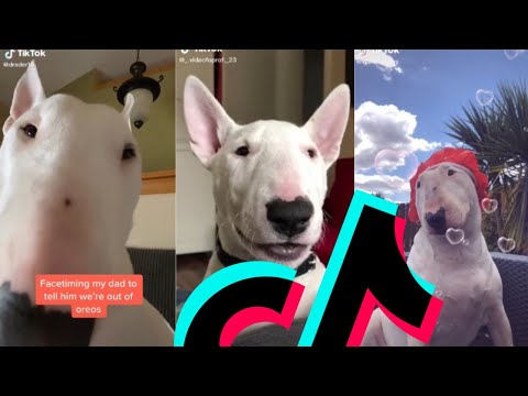 Most Famous Bull Terrier TikTok Compilation | Dogs Of TikTok