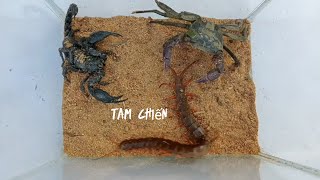 Cuộc Chiến Cua Và Bọ Cạp, Rết Chúa | Crab and Scorpion and Centipede