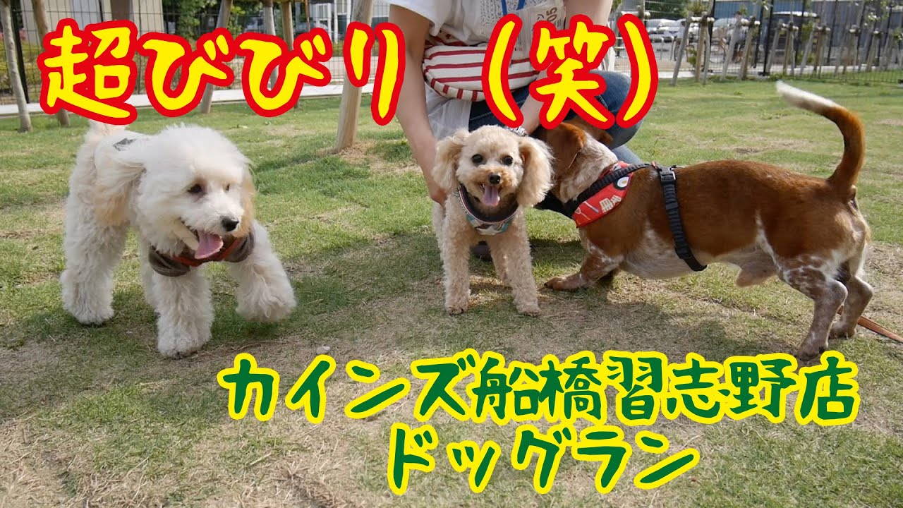 犬見知りにはツライ ドックランに行ってきた カインズ船橋習志野店 Youtube