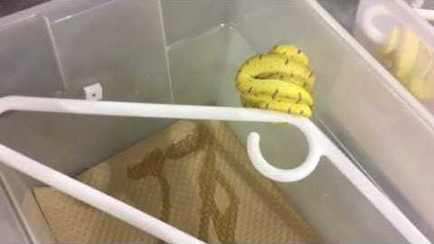 Moving Green Tree Python racks part 2