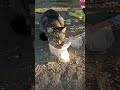 чудо кот 🐱🤭