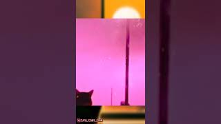 Re-edit of a cute cat video that I saw on 9GAG (link in the description). #cats #9gag
