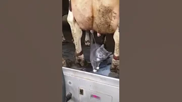 КОТ ПЬЁТ МОЛОКО У КОРОВЫ