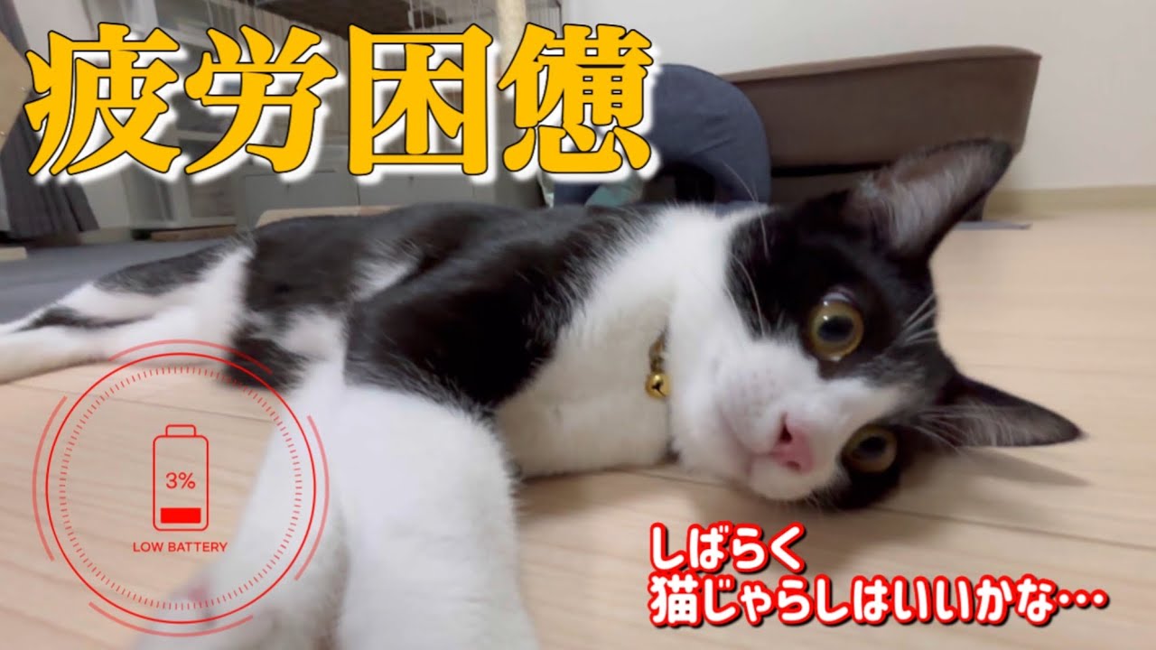 【猫との暮らし】大興奮！ハチと猫じゃらしで遊ぶ動画