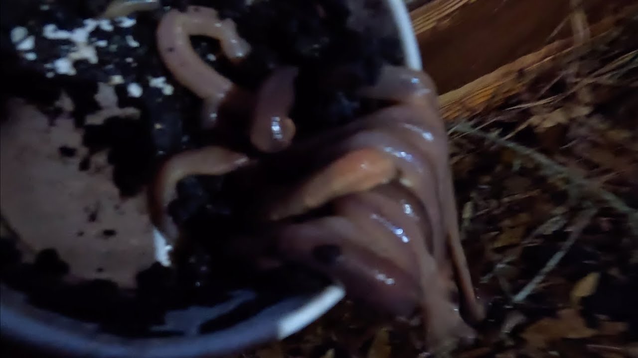 Vermicomposting using NIGHTCRAWLERS in our new Worm Farm! Introducing CTC Vermiculture!