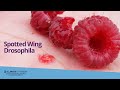 Spotted Wing Drosophila: Identification and Management