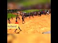 LUHYA Ng Ombe LUHYA Ng Ombe