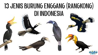 13 Jenis Burung Enggang / Rangkong / Julang / Kangkareng (Hornbill) di Indonesia