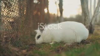 Chase Your Goals The 2024 Rabbit Chase
