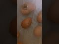 hatching chick 2021 4th grade wca