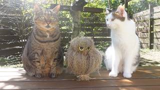イノシシ被害に遭った猫花壇とはなの様子について。 -Cat flower bed that was damaged by a wild boar and recent state of Hana.- thumbnail